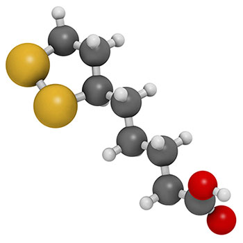 Lipoic acid protects mitochondria from oxidative stress and promotes youthful mitochondrial