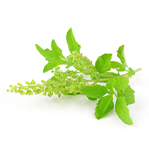 Holy basil is a plant used in Ayurvedic medicine