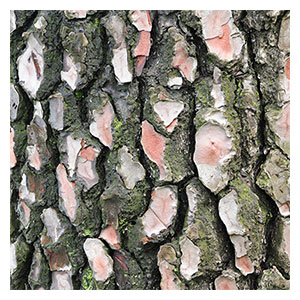 French maritime pine bark extract