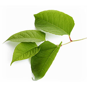 Found in red grapes as well as Japanese knotweed