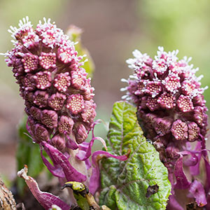 What is butterbur