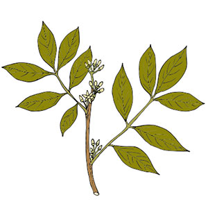 Super Miraforte with Standardized Lignans formula
