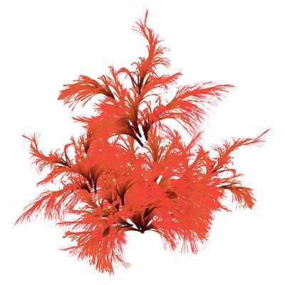 Astaxanthin the super antioxidant 