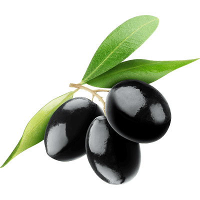 Olive tree extract