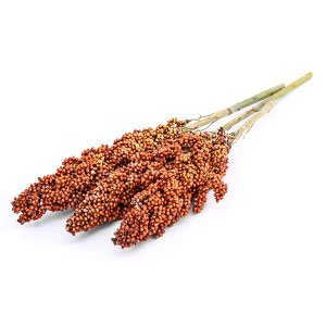 Tri Sugar Shield sorghum bran extract supplement ingredient