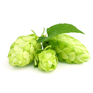 Hops extract compounds help protect DNA from damage