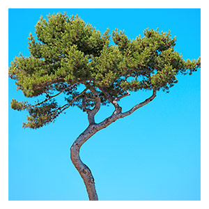 fights oxidative stress and promotes longevity
