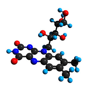 body naturally converts vitamin B2