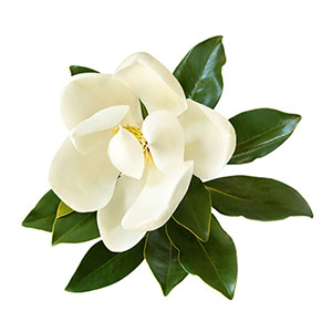 ComfortMAX added Honokiol is a lignan compound derived from several species of magnolia