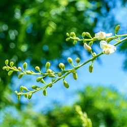 quercetin phytosome