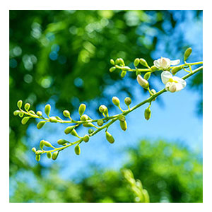 we add bio-quercetin