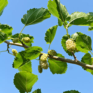 What is vitamin K1