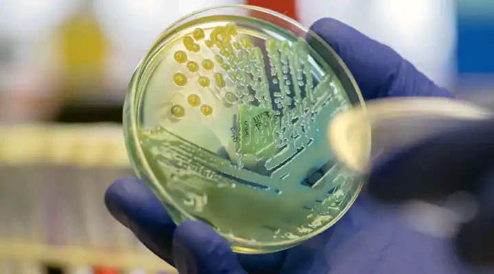 Taurine's Role in Resisting Infections